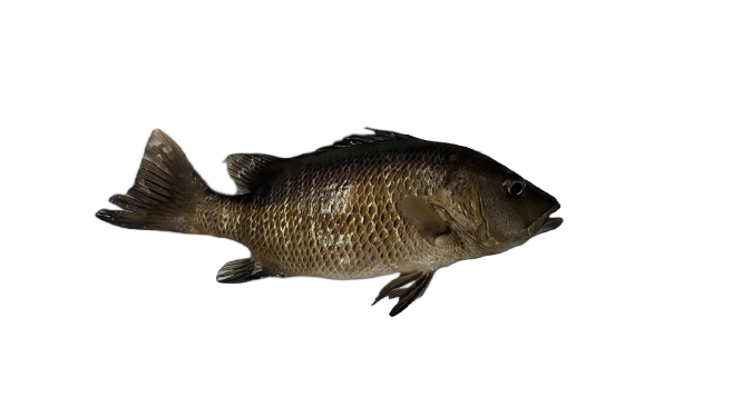 ������2-removebg-preview