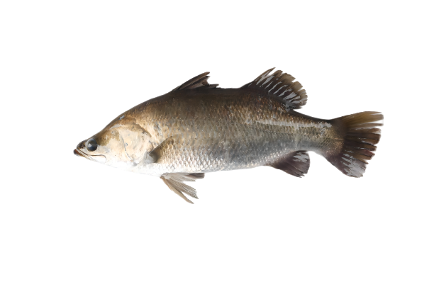 ä��1-removebg-preview (1)