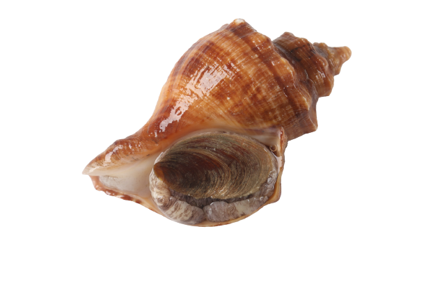 ����_1-removebg-preview