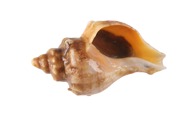 ����_2-removebg-preview