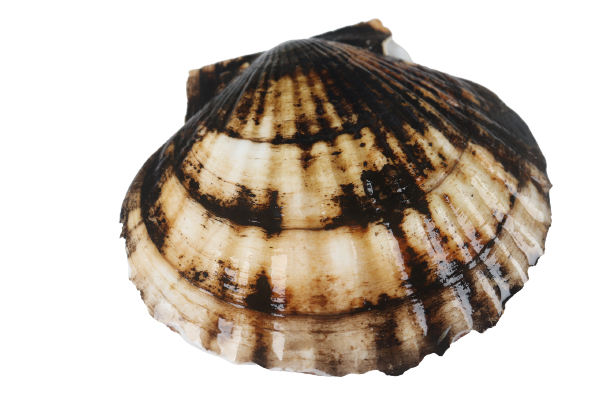 Ԫ��1-removebg-preview